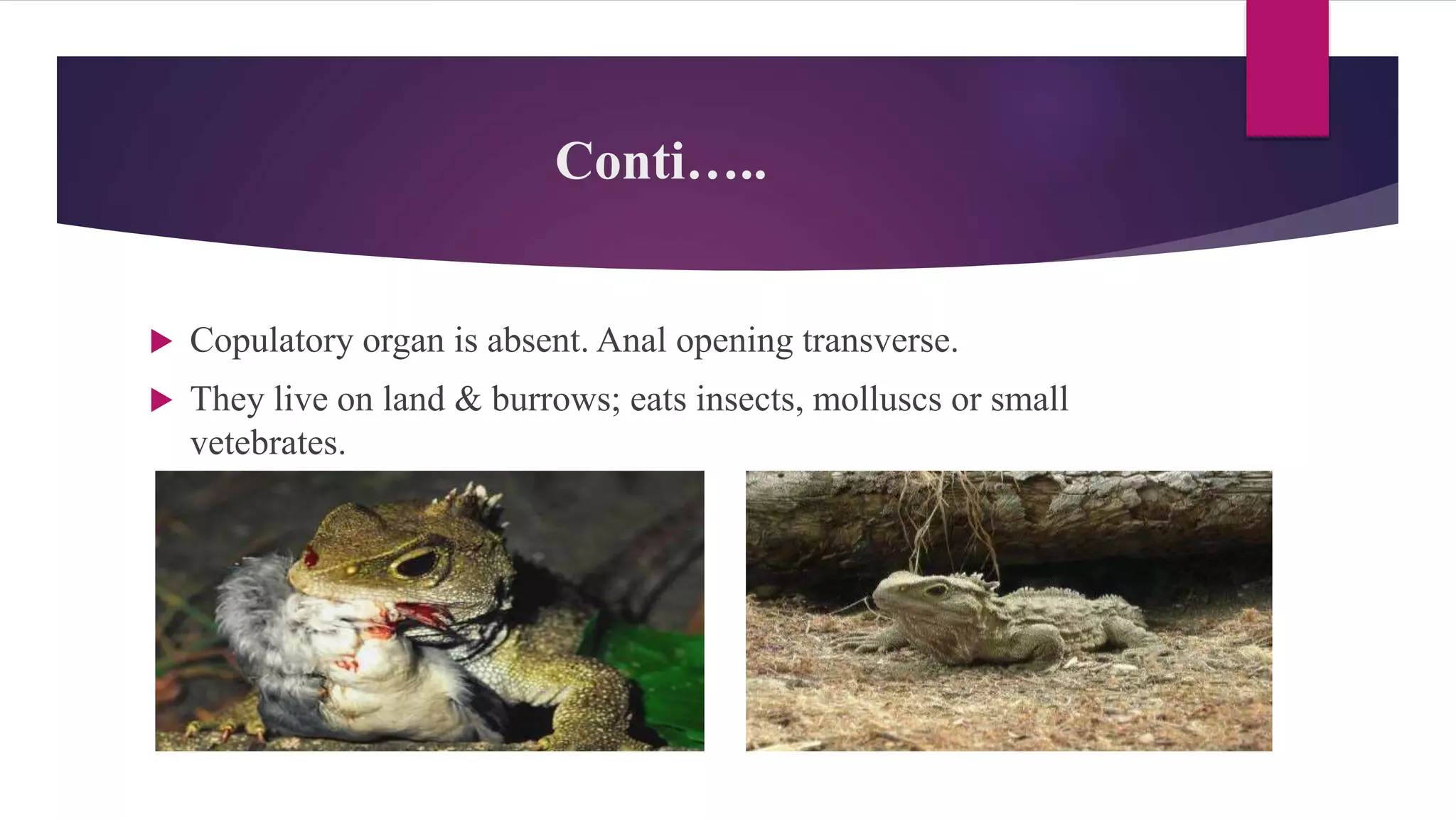 Conti…..
 Copulatory organ is absent. Anal opening transverse.
 They live on land & burrows; eats insects, molluscs or small
vetebrates.
 
