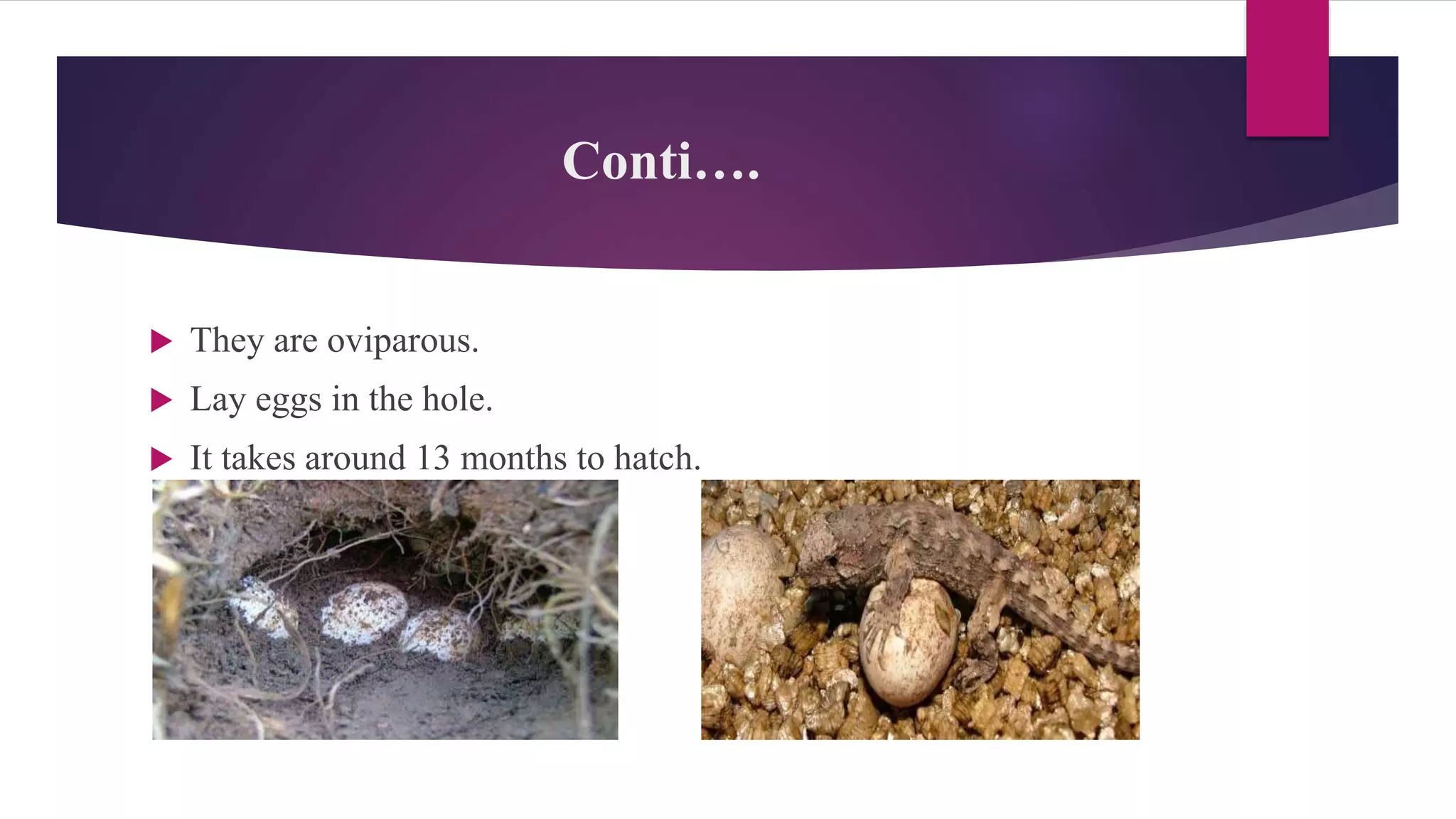 Conti….
 They are oviparous.
 Lay eggs in the hole.
 It takes around 13 months to hatch.
 