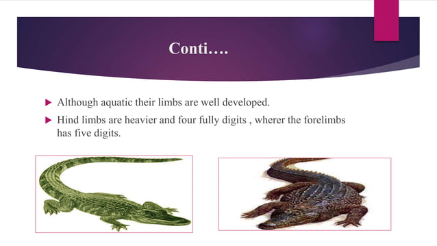 Classification of reptiles | PPTX