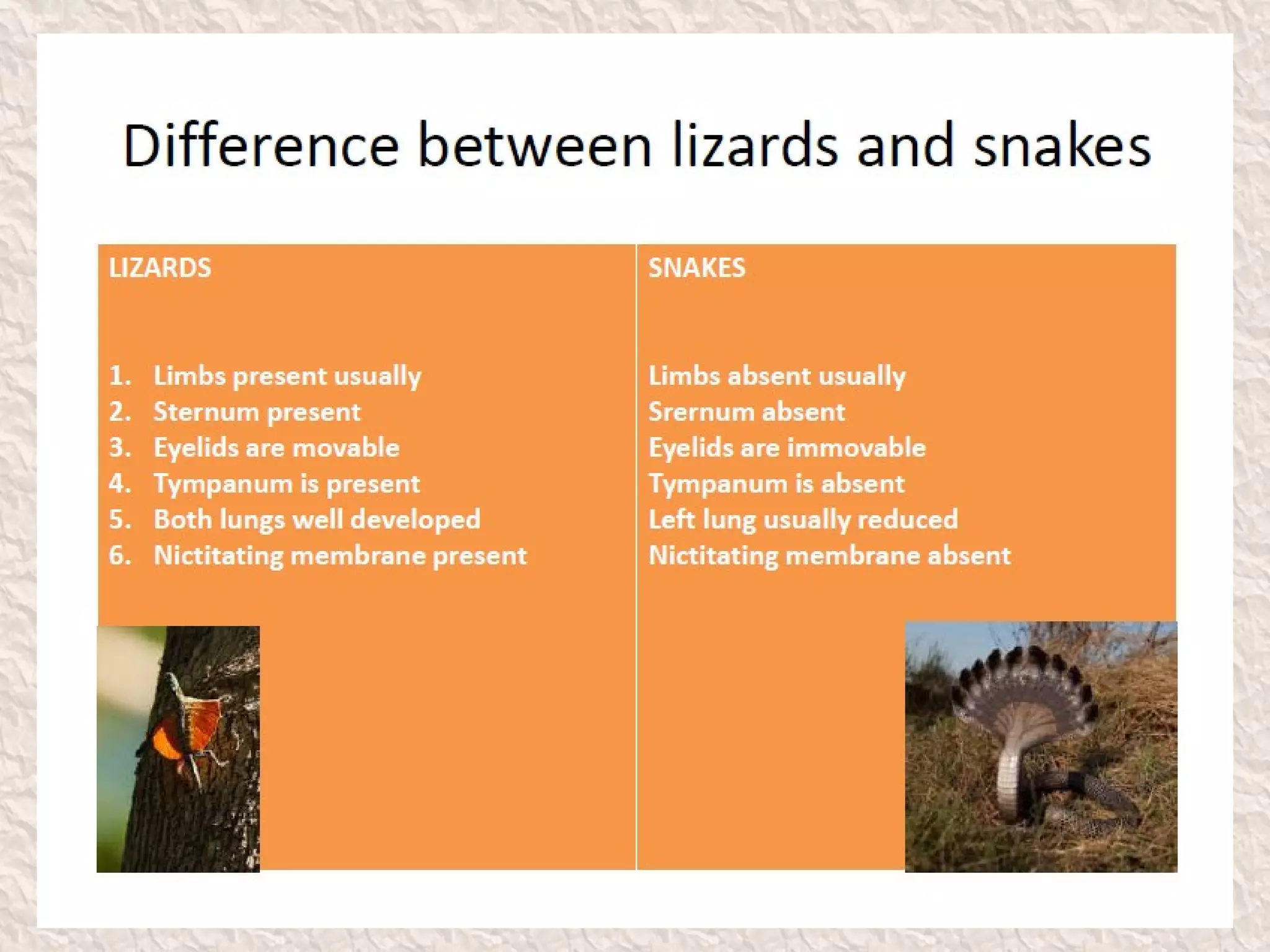 Classification of reptilia | PPT