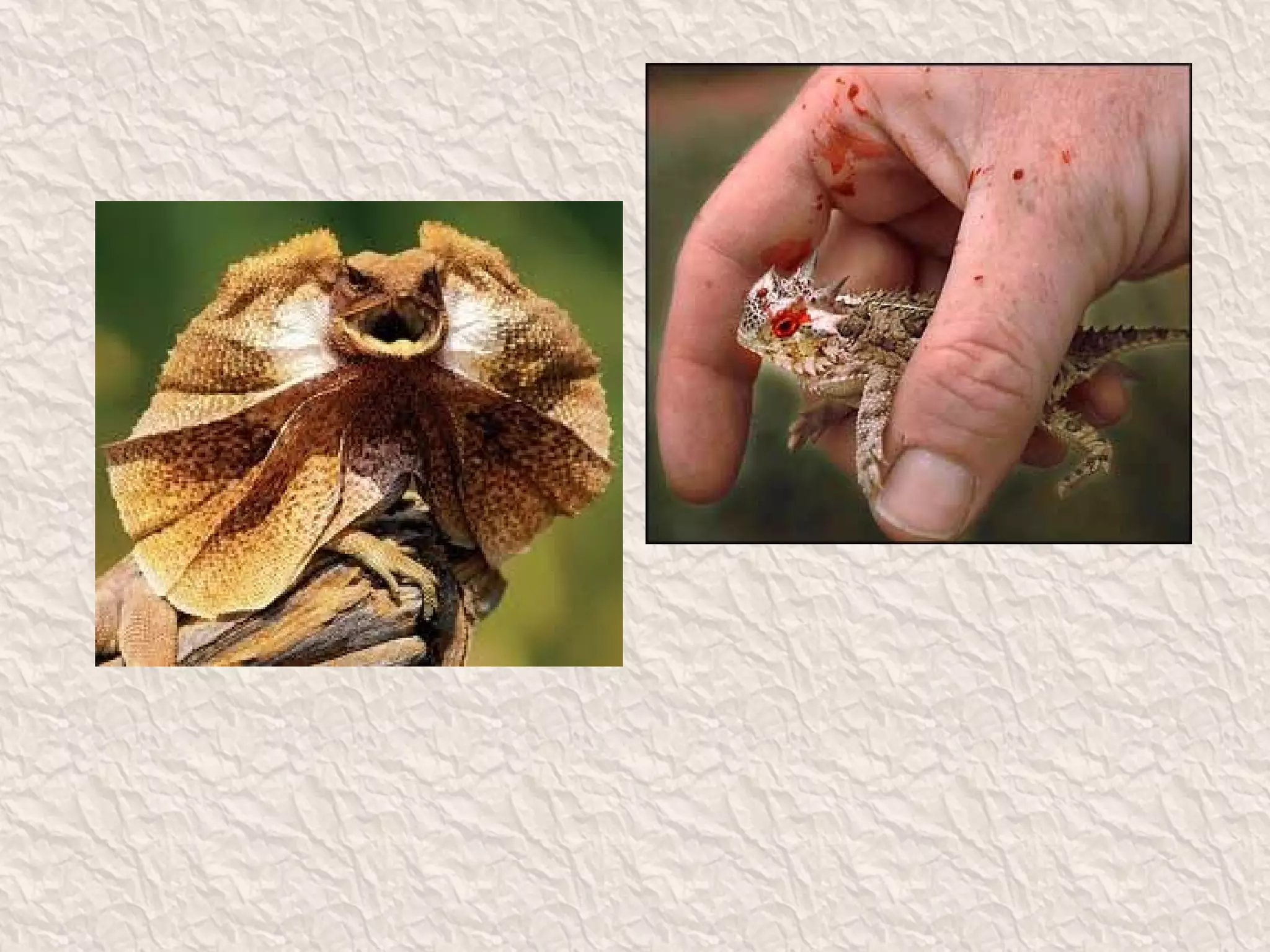 Classification of reptilia | PPT