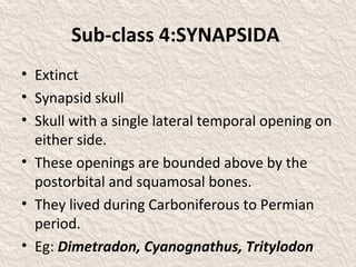 Sub-class 4:SYNAPSIDA
• Extinct
• Synapsid skull
• Skull with a single lateral temporal opening on
either side.
• These openings are bounded above by the
postorbital and squamosal bones.
• They lived during Carboniferous to Permian
period.
• Eg: Dimetradon, Cyanognathus, Tritylodon
 