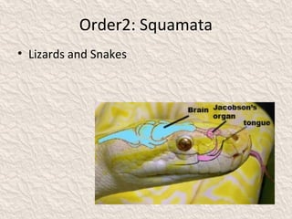Order2: Squamata
• Lizards and Snakes
 