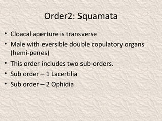 Order2: Squamata
• Cloacal aperture is transverse
• Male with eversible double copulatory organs
(hemi-penes)
• This order includes two sub-orders.
• Sub order – 1 Lacertilia
• Sub order – 2 Ophidia
 