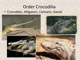 Order Crocodilia
• Crocodiles, Alligators, Caimans, Gavial
 