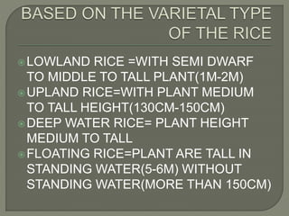 Classification of rice culture | PPTX