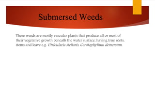 Submersed Weeds
These weeds are mostly vascular plants that produce all or most of
their vegetative growth beneath the water surface, having true roots,
stems and leave e.g. Utricularia stellaris, Ceratophyllum demersum.
 