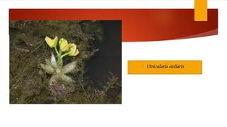 Utricularia stellaris
 