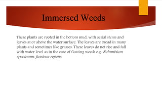 Immersed Weeds
These plants are rooted in the bottom mud, with aerial stems and
leaves at or above the water surface. The leaves are broad in many
plants and sometimes like grasses. These leaves do not rise and fall
with water level as in the case of floating weeds e.g. Nelumbium
speciosum, Jussieua repens.
 