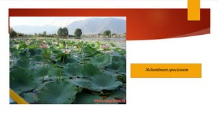 Nelumbium speciosum
 