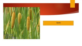 Typha
 
