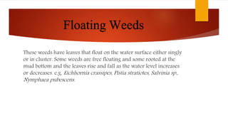 Floating Weeds
These weeds have leaves that float on the water surface either singly
or in cluster. Some weeds are free floating and some rooted at the
mud bottom and the leaves rise and fall as the water level increases
or decreases. e.g. Eichhornia crassipes, Pistia stratiotes, Salvinia sp.,
Nymphaea pubescens.
 