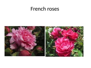 Classification Of Roses classification of roses and local varieties | PPTX
