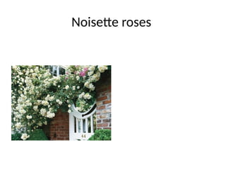 classification of roses and local varieties | PPTX