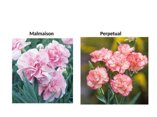 Rose Classification classification of roses and local varieties | PPTX