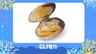 Clams Classification cookery 10-Classification of seafood.pptx