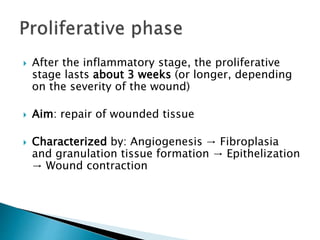  After the inflammatory stage, the proliferative
stage lasts about 3 weeks (or longer, depending
on the severity of the wound)
 Aim: repair of wounded tissue
 Characterized by: Angiogenesis → Fibroplasia
and granulation tissue formation → Epithelization
→ Wound contraction
 