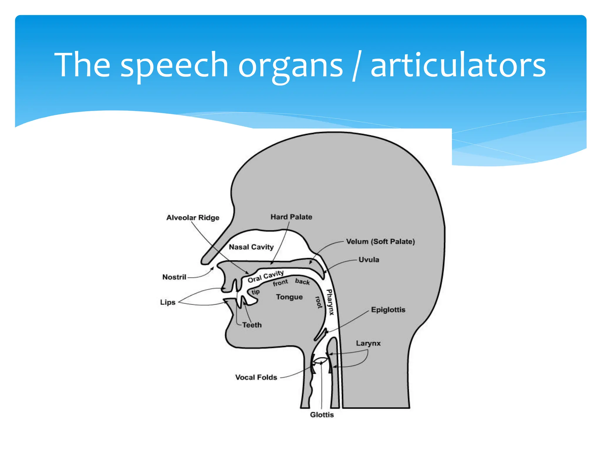 Classification of speech sounds.pptx