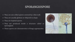 Différence Entre Spore Et Gamète – QRJHJ