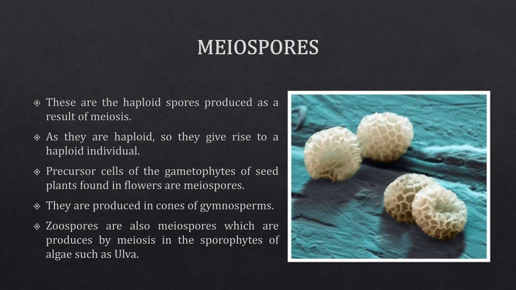 Difference between Spore, Gamete and Seed and the Classification of S…