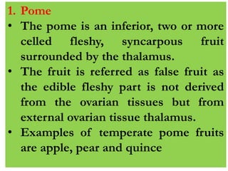 1. Pome
• The pome is an inferior, two or more
celled fleshy, syncarpous fruit
surrounded by the thalamus.
• The fruit is referred as false fruit as
the edible fleshy part is not derived
from the ovarian tissues but from
external ovarian tissue thalamus.
• Examples of temperate pome fruits
are apple, pear and quince
 