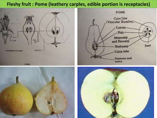 Fleshy fruit : Pome (leathery carples, edible portion is receptacles)
 