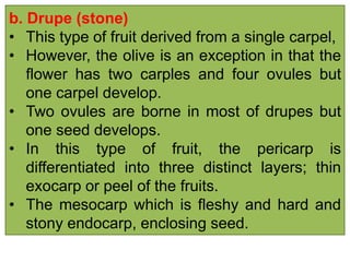 b. Drupe (stone)
• This type of fruit derived from a single carpel,
• However, the olive is an exception in that the
flower has two carples and four ovules but
one carpel develop.
• Two ovules are borne in most of drupes but
one seed develops.
• In this type of fruit, the pericarp is
differentiated into three distinct layers; thin
exocarp or peel of the fruits.
• The mesocarp which is fleshy and hard and
stony endocarp, enclosing seed.
 
