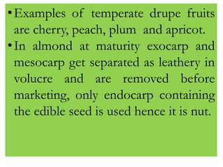 •Examples of temperate drupe fruits
are cherry, peach, plum and apricot.
•In almond at maturity exocarp and
mesocarp get separated as leathery in
volucre and are removed before
marketing, only endocarp containing
the edible seed is used hence it is nut.
 