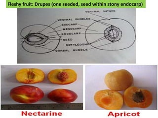 Fleshy fruit: Drupes (one seeded, seed within stony endocarp)
 