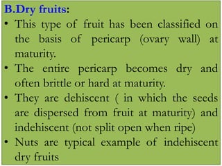 B.Dry fruits:
• This type of fruit has been classified on
the basis of pericarp (ovary wall) at
maturity.
• The entire pericarp becomes dry and
often brittle or hard at maturity.
• They are dehiscent ( in which the seeds
are dispersed from fruit at maturity) and
indehiscent (not split open when ripe)
• Nuts are typical example of indehiscent
dry fruits
 
