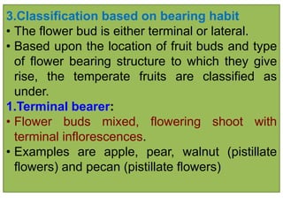 3.Classification based on bearing habit
• The flower bud is either terminal or lateral.
• Based upon the location of fruit buds and type
of flower bearing structure to which they give
rise, the temperate fruits are classified as
under.
1.Terminal bearer:
• Flower buds mixed, flowering shoot with
terminal inflorescences.
• Examples are apple, pear, walnut (pistillate
flowers) and pecan (pistillate flowers)
 