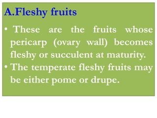 A.Fleshy fruits
• These are the fruits whose
pericarp (ovary wall) becomes
fleshy or succulent at maturity.
• The temperate fleshy fruits may
be either pome or drupe.
 