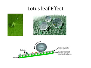 Lotus leaf Effect

 