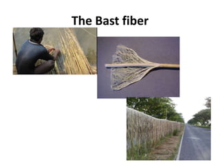 The Bast fiber
•

 