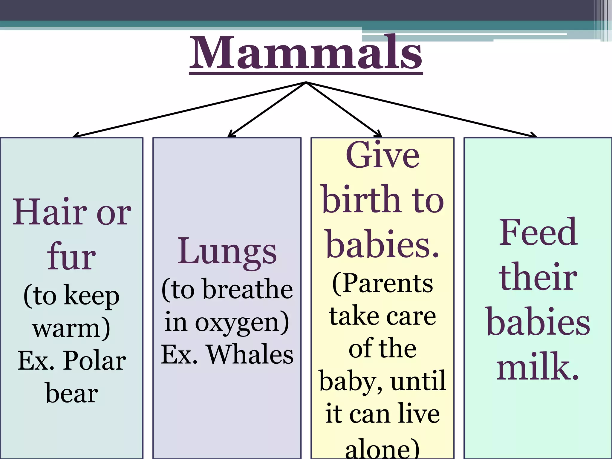 Mammals
Hair or
fur
(to keep
warm)
Ex. Polar
bear
Lungs
(to breathe
in oxygen)
Ex. Whales
Give
birth to
babies.
(Parents
take care
of the
baby, until
it can live
alone)
Feed
their
babies
milk.