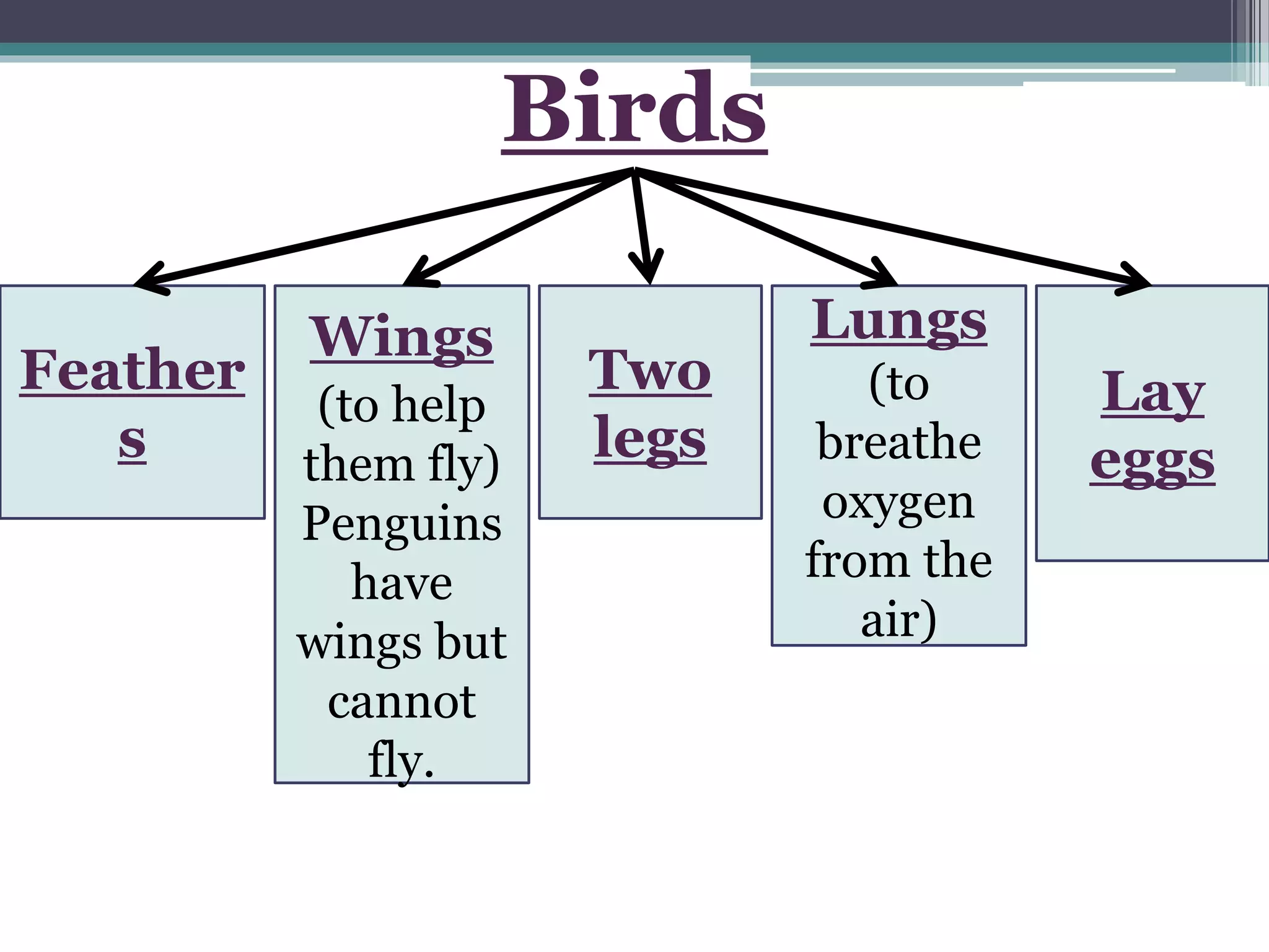 Birds
Feather
s
Wings
(to help
them fly)
Penguins
have
wings but
cannot
fly.
Two
legs
Lungs
(to
breathe
oxygen
from the
air)
Lay
eggs