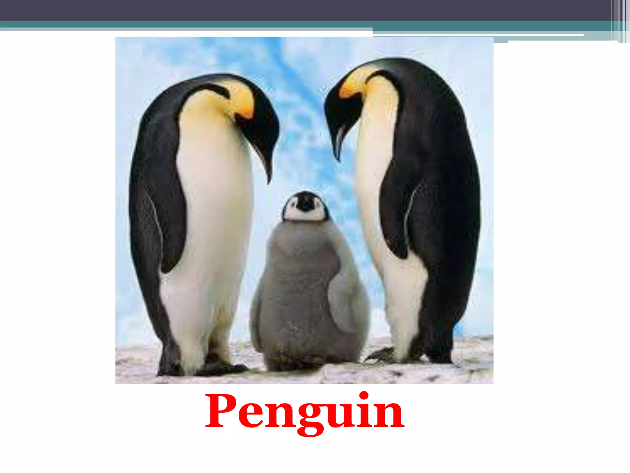 Penguin