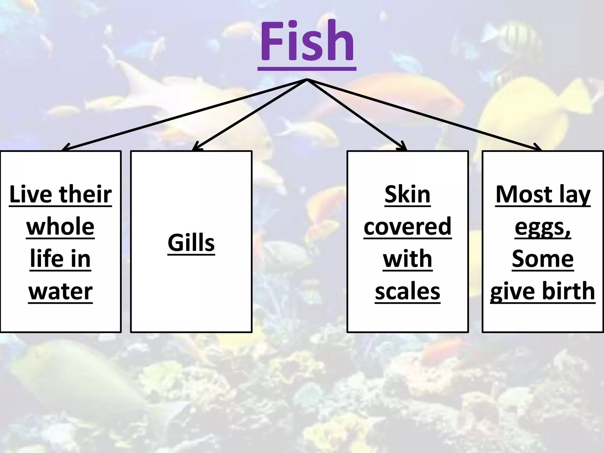 Fish
Live their
whole
life in
water
Gills
Skin
covered
with
scales
Most lay
eggs,
Some
give birth