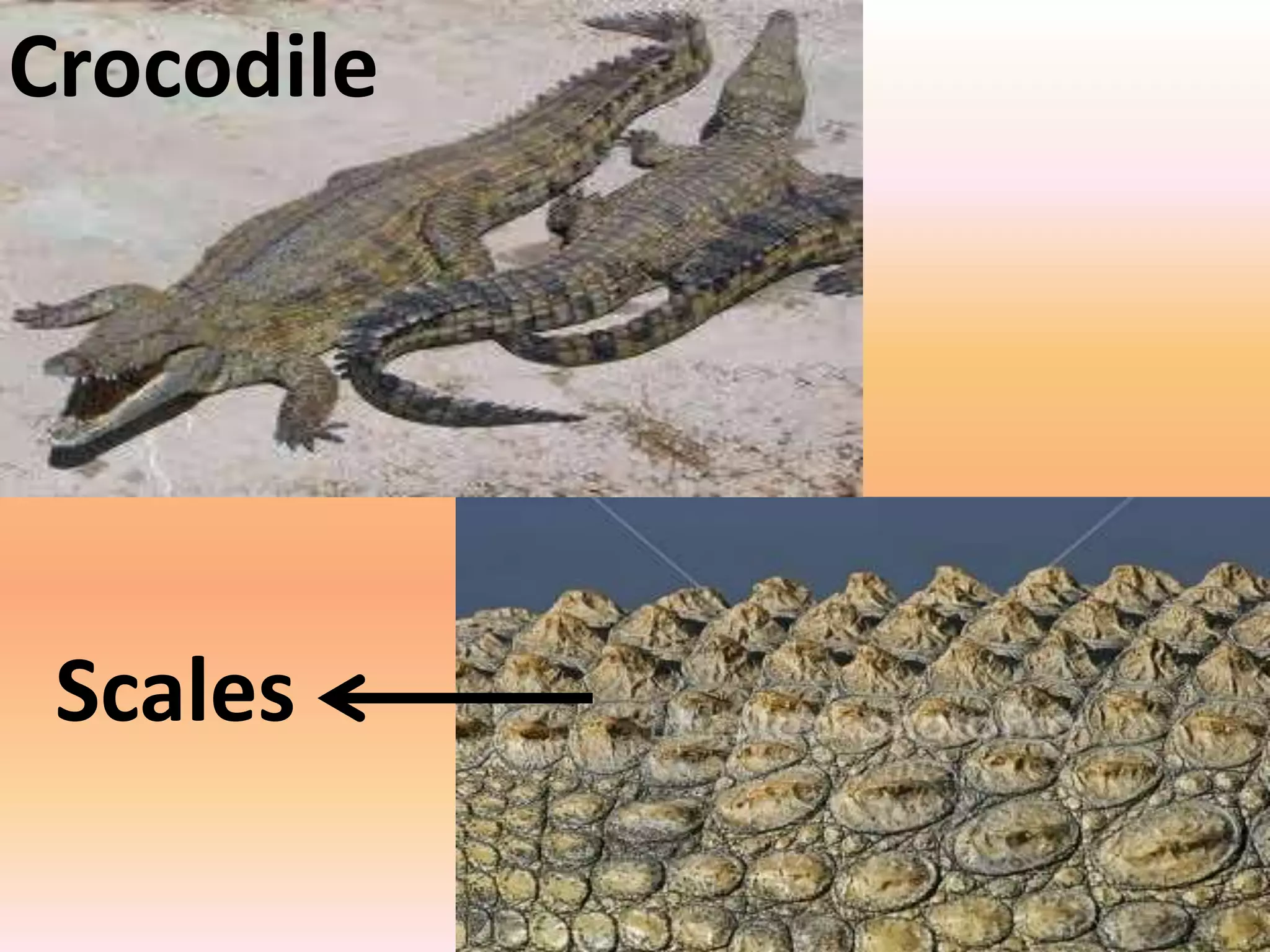 Crocodile
Scales