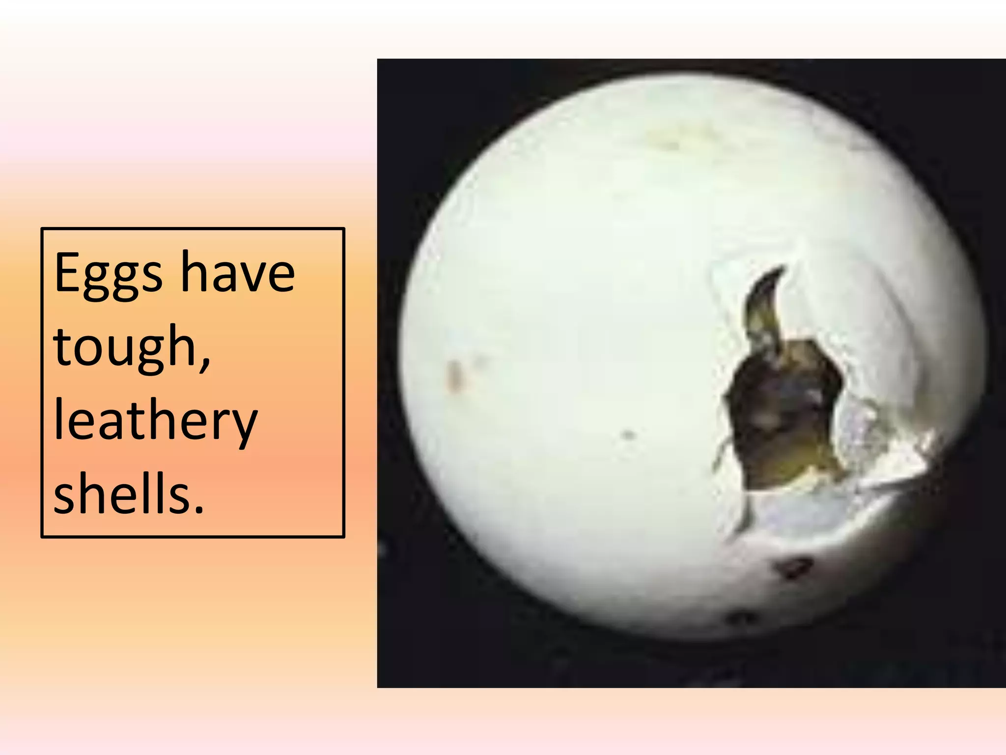 Eggs have
tough,
leathery
shells.