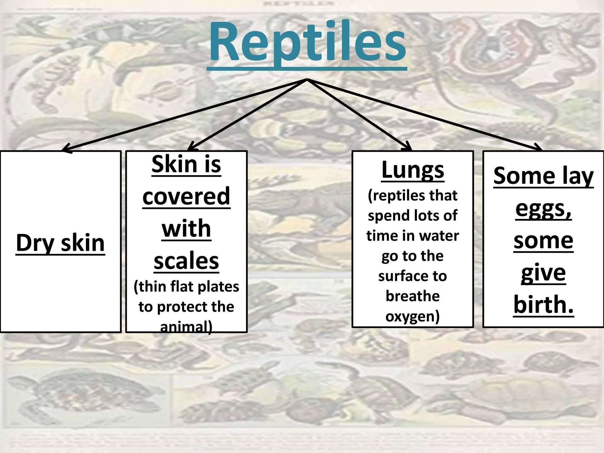 Reptiles
Dry skin
Skin is
covered
with
scales
(thin flat plates
to protect the
animal)
Lungs
(reptiles that
spend lots of
time in water
go to the
surface to
breathe
oxygen)
Some lay
eggs,
some
give
birth.