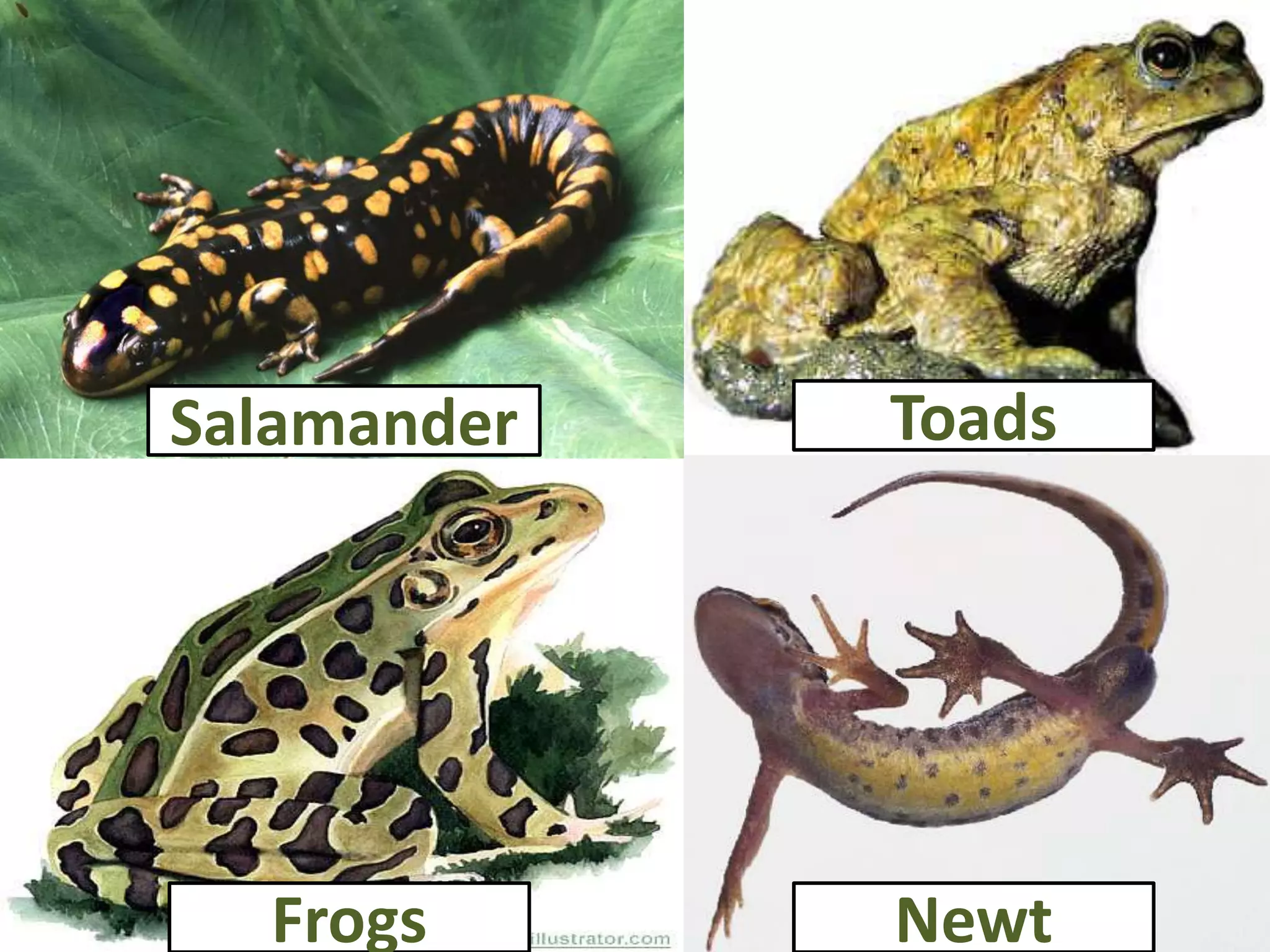 Newt
Salamander Toads
Frogs