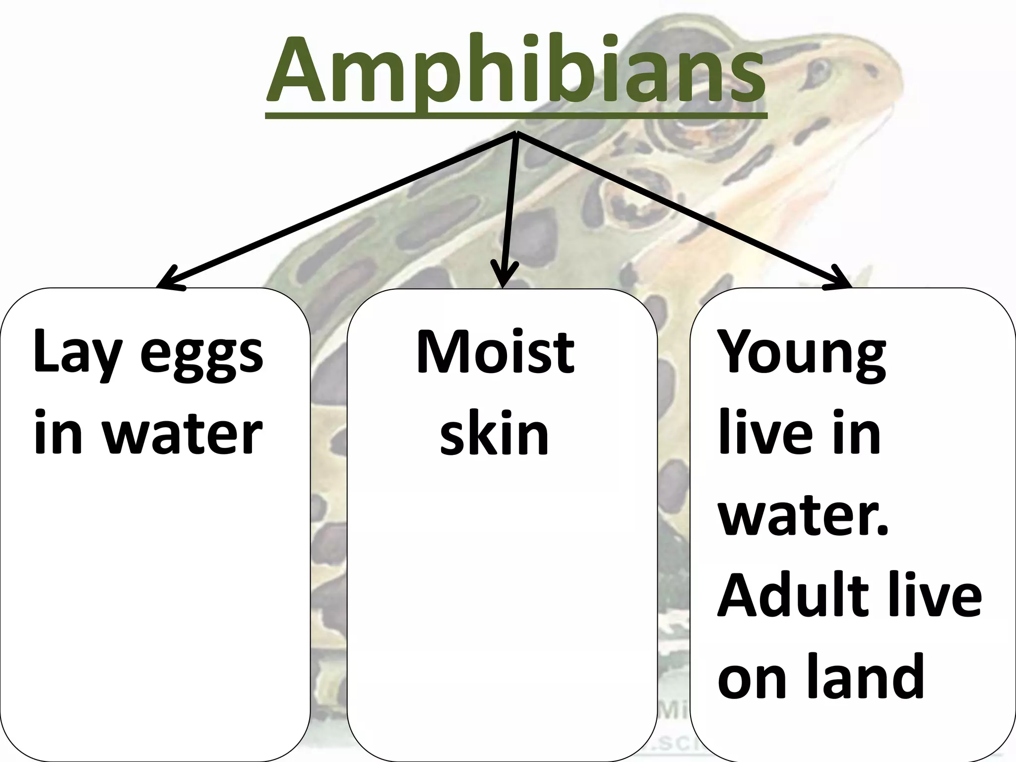 Amphibians
Lay eggs
in water
Moist
skin
Young
live in
water.
Adult live
on land