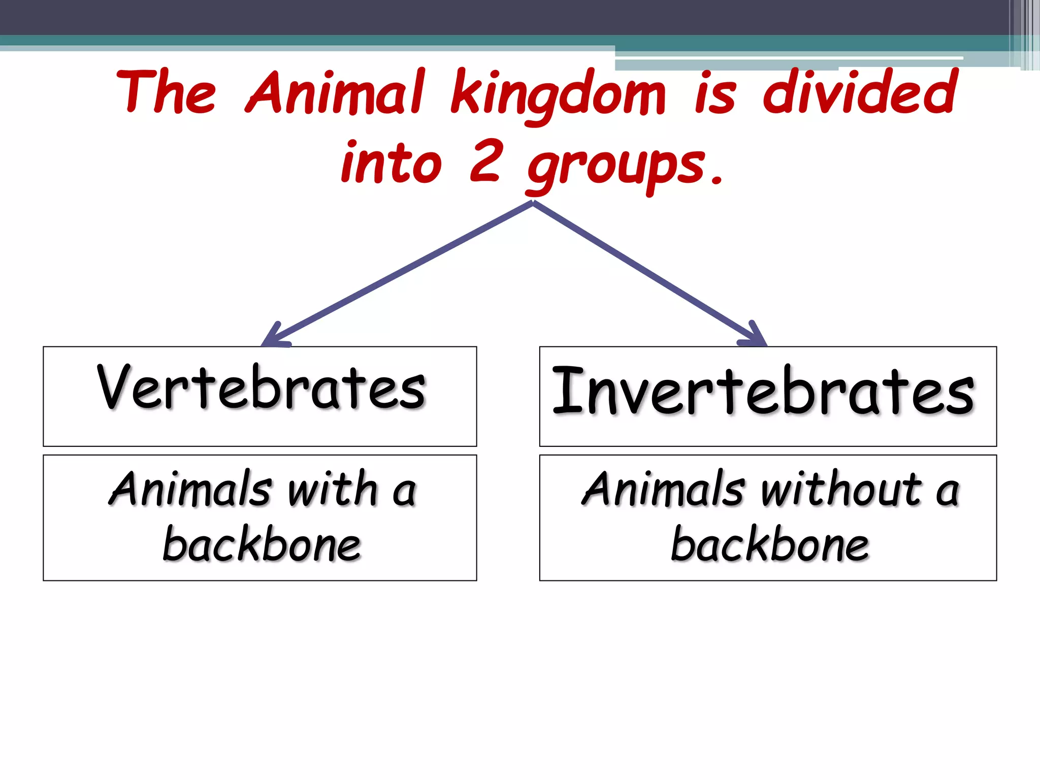 The Animal kingdom is divided
into 2 groups.
Vertebrates Invertebrates
Animals with a
backbone
Animals without a
backbone