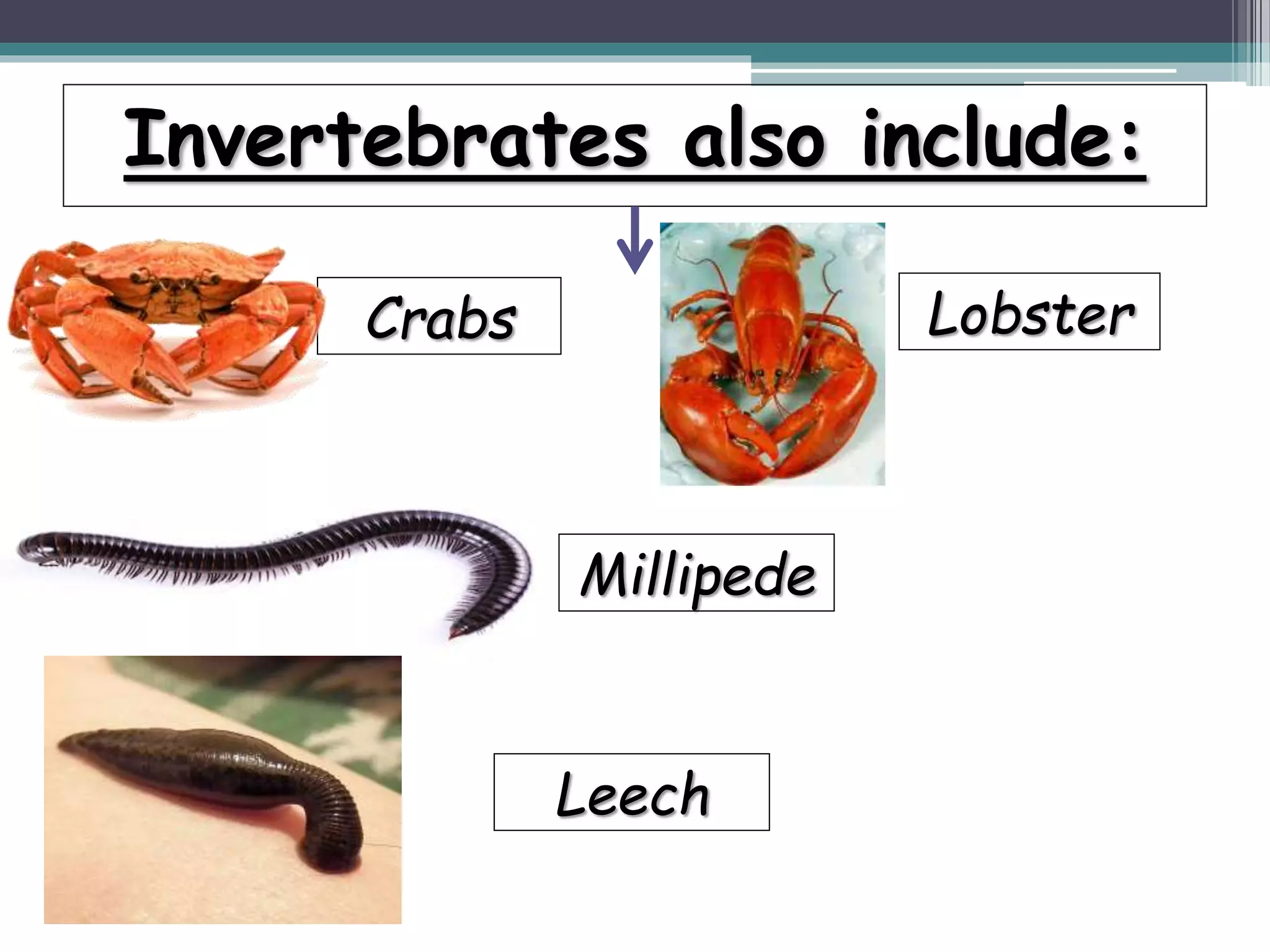 Invertebrates also include:
Crabs Lobster
Millipede
Leech