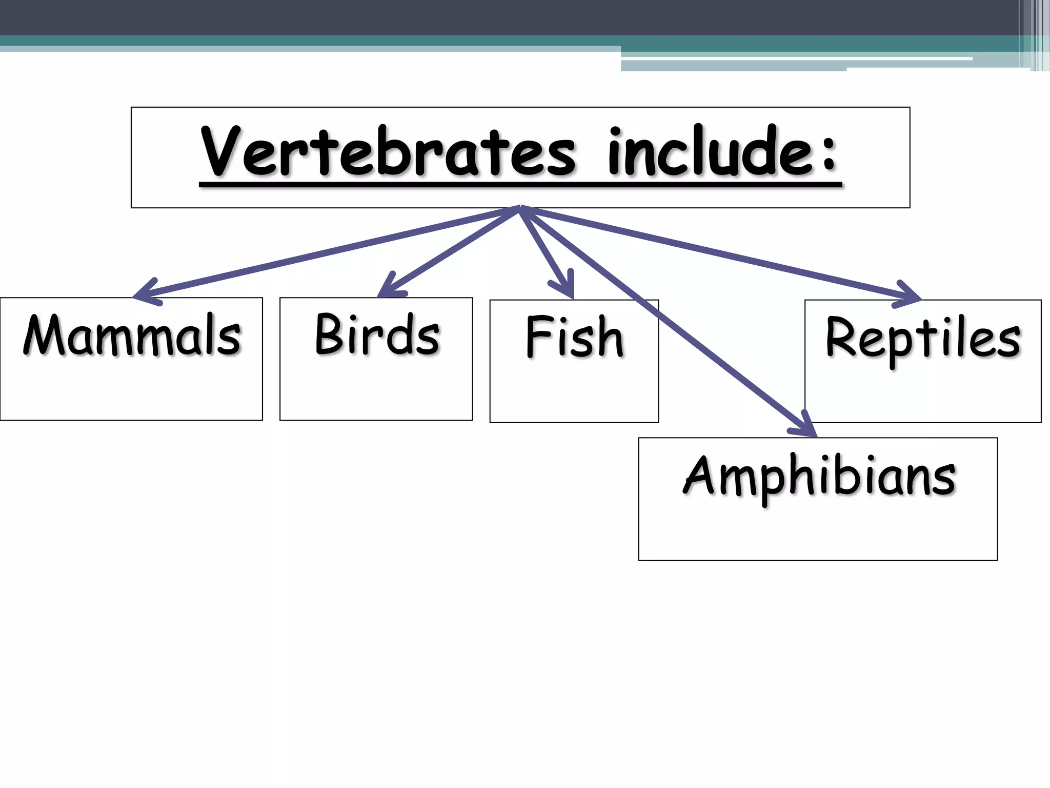 Vertebrates include:
Mammals Birds Fish Reptiles
Amphibians