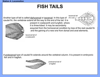 Classification of the Major Taxa of Fish.pdf