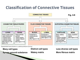 Classification of Animal Tissues including Connective, Epithelial ...