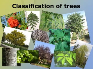 Classification of trees
 