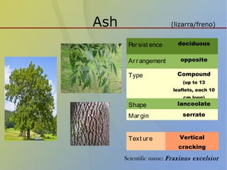 Ash (lizarra/freno)
Persist ence deciduous
Arrangement opposite
Type Compound
(up to 13
leaflets, each 10
cm long)
Shape lanceolate
Margin serrate
Text ure Vertical
cracking
Scientific name: Fraxinus excelsior
 